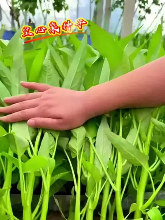 阳台小院种三叉空心菜,便宜划算超好吃