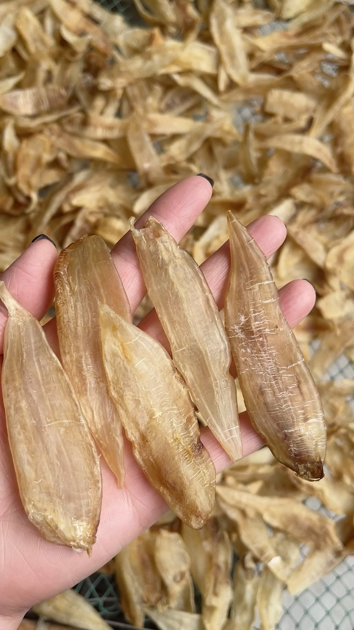 厚身小金龙鱼胶具有滋阴润肺的功效,气管不好可以经常吃点鱼胶,功效良好!