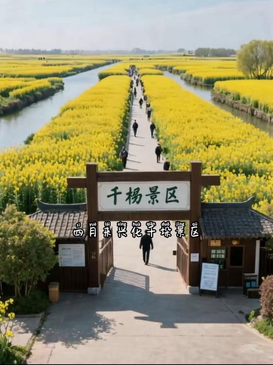 #花满春城我代言#四月来兴化千垛景区,正是油菜花最旺的时候,万亩金色花海浮在水上