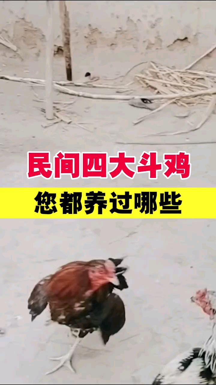 民间四大斗鸡你都养过哪些