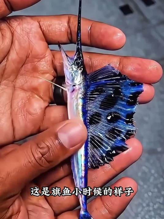 带你见识各种鱼小时候和长大的反差
