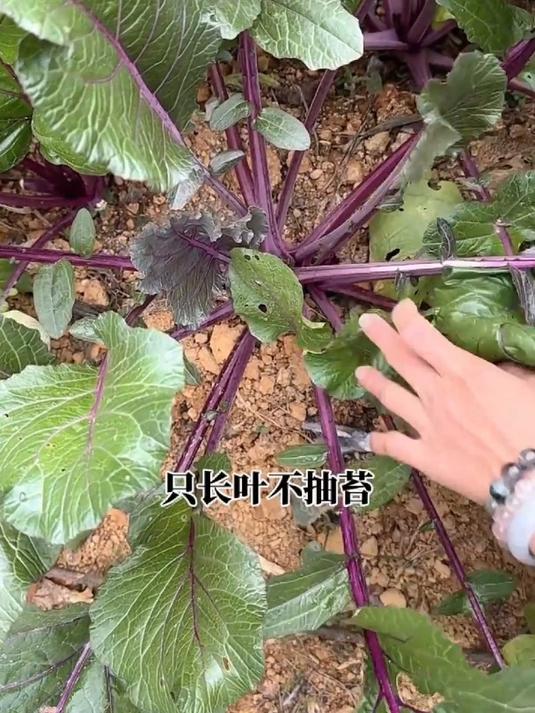 红菜苔如何打老叶,才能高产呢?