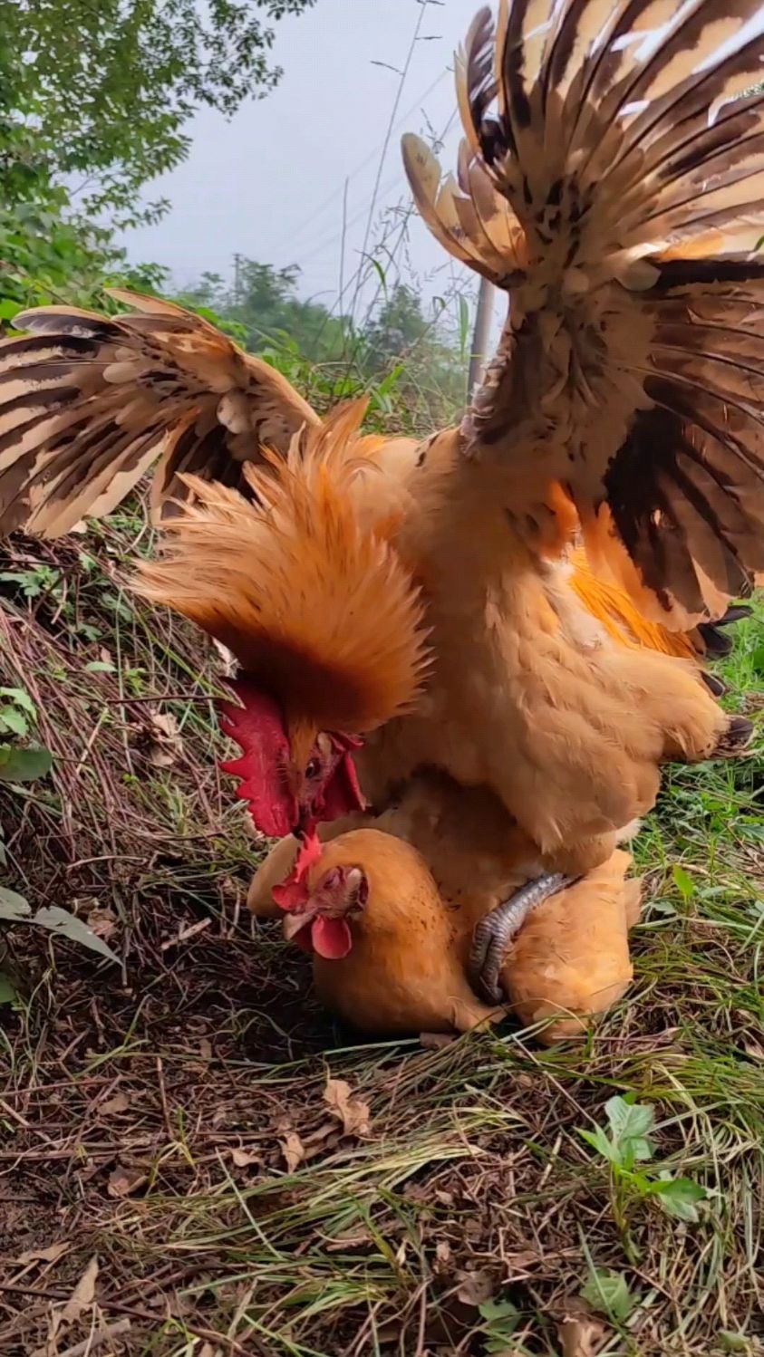强健的大黄公鸡很有爱,不停地给母鸡找虫子吃