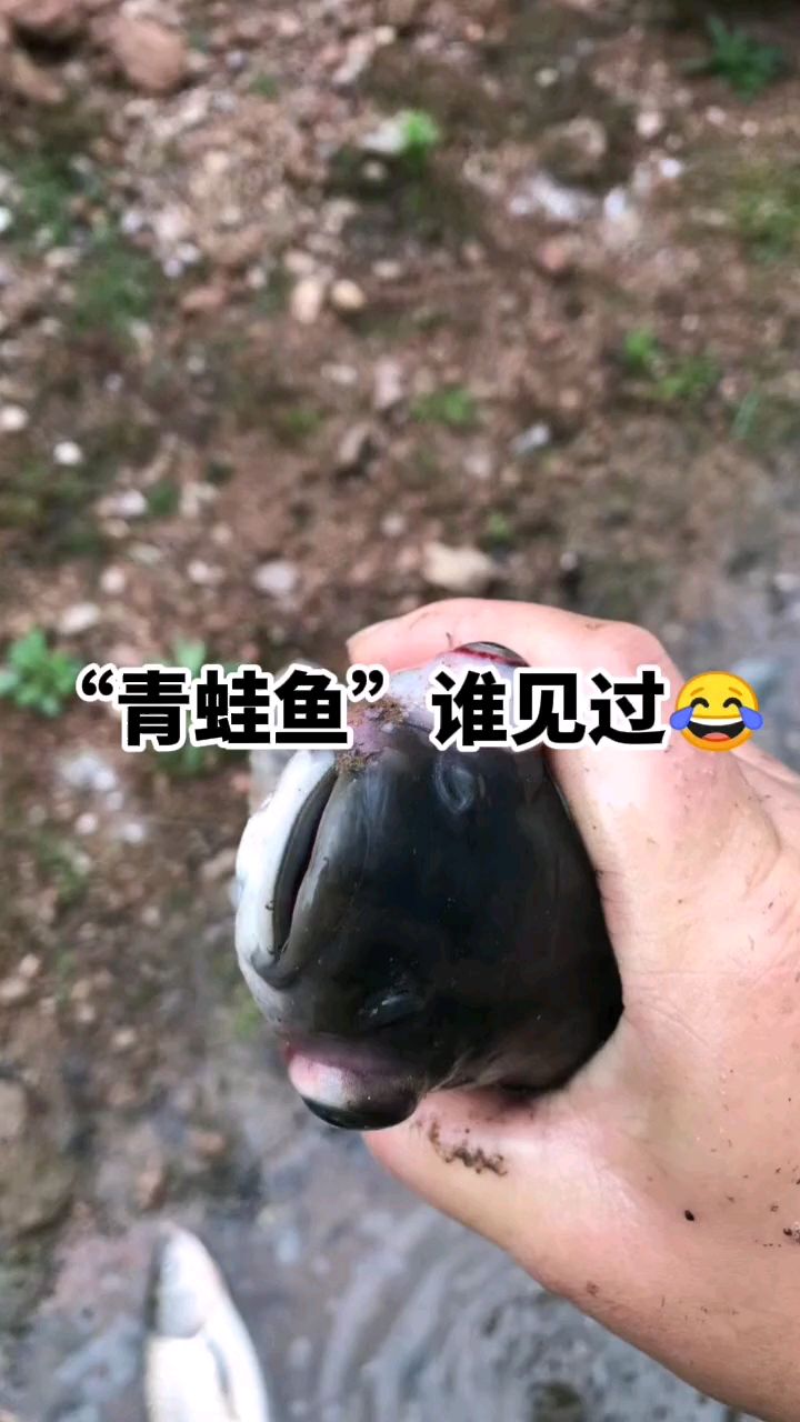青蛙鱼有没有见过?