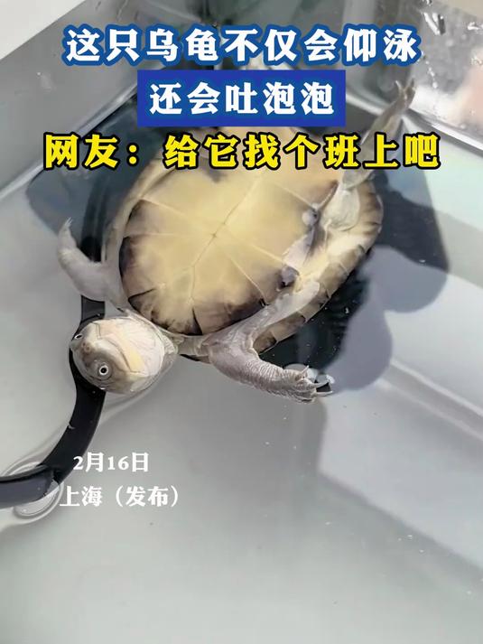 这只乌龟不仅会仰泳,还会吐泡泡,网友:给它找个班上吧