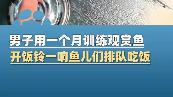 男子在流水茶桌上面养了5条小鱼,用开饭铃训练了约一个月时间