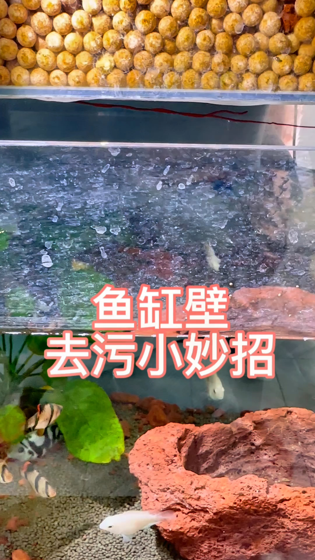 鱼缸壁上的水垢朦朦一片又很难清除怎么办呢?和你分享一个快速有效的小妙招。