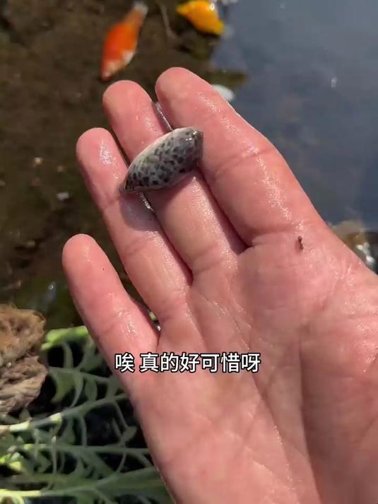 大坝流水口捡到一个肚子鼓鼓的鱼