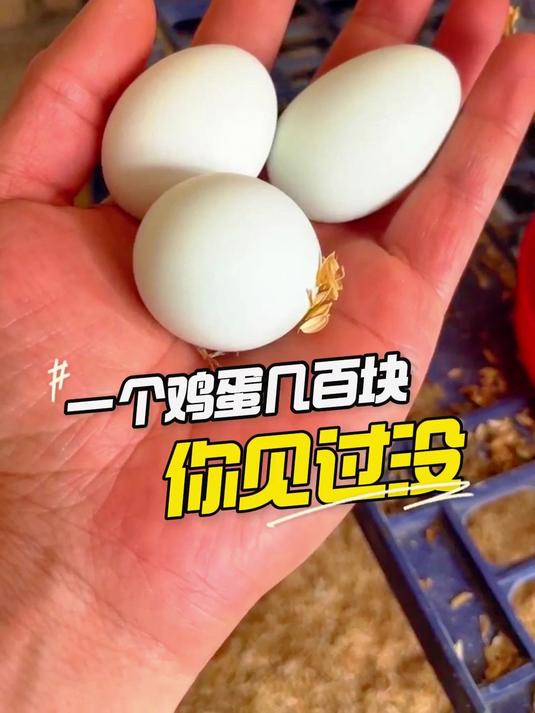 这些鸡蛋的价格 你听说过没#观赏鸡 #网红鸡 #养鸡日常