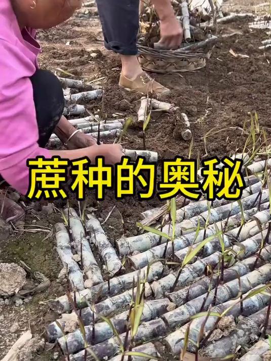会飞行的鱼类真实存在