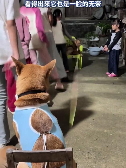 “奶瓶”吃了一块蛋糕被迫上班,看得出来它也是一脸的无奈