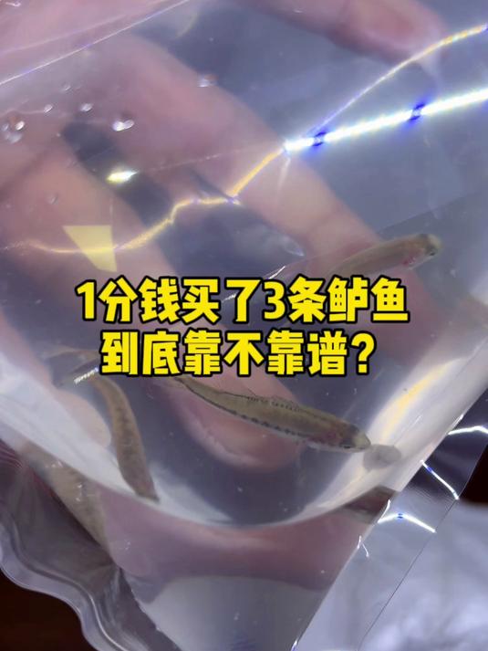 网购花1分钱买了3条鲈鱼苗,到底能不能养活?