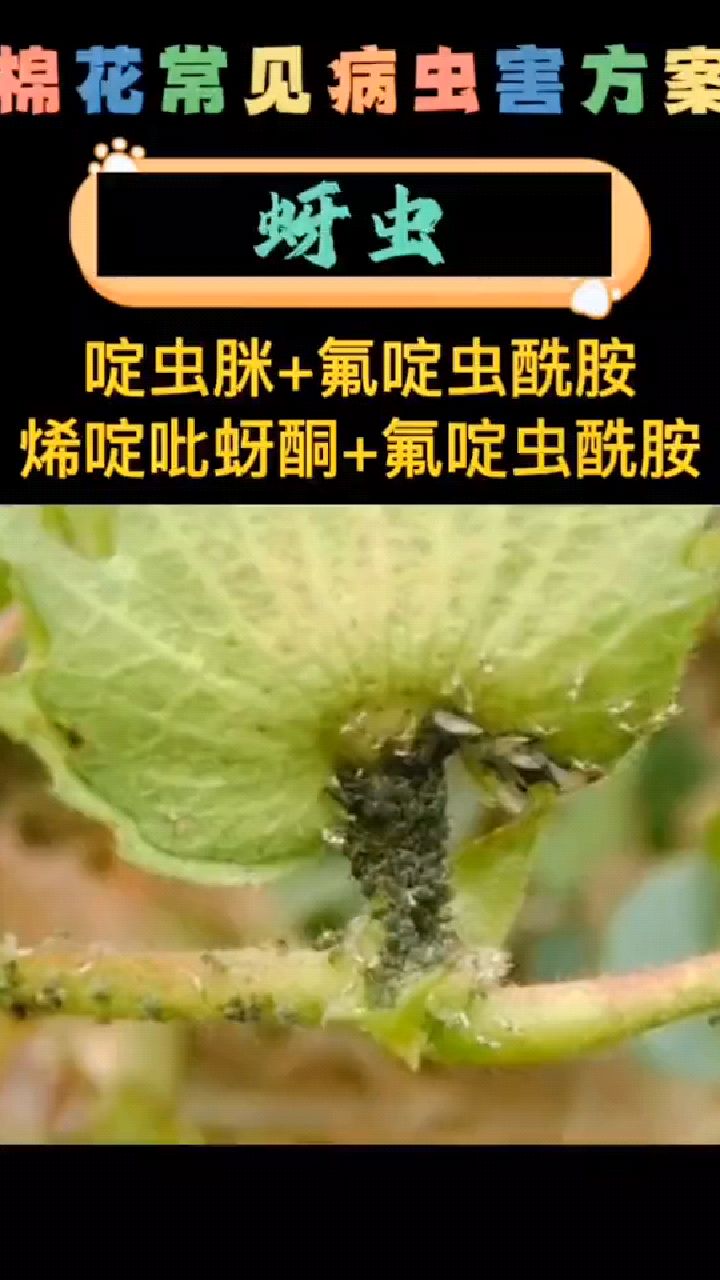 棉花病虫害防治