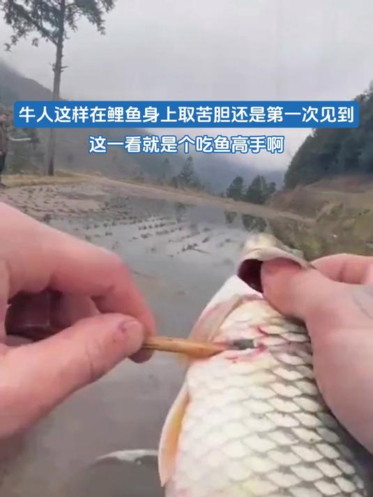 牛人这样在鲤鱼身上取苦胆还是第一次见到