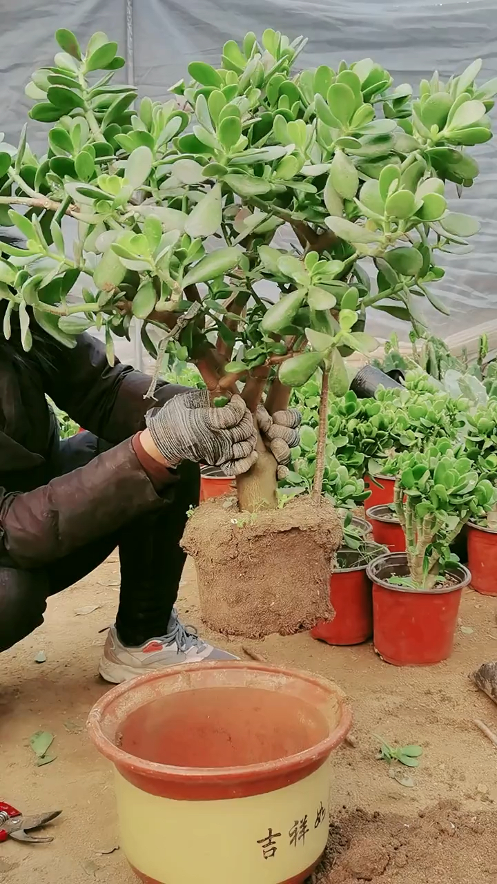 黄金花月大老桩