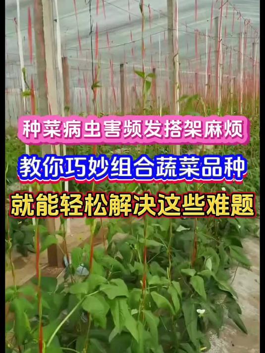 这几种蔬菜套种一起能防虫防病害还能增产