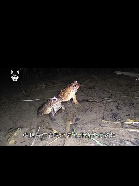 钓鱼遇上金蟾抱鲤是怎么回事？癞蛤蟆为何要死死抱住鲤鱼眼睛