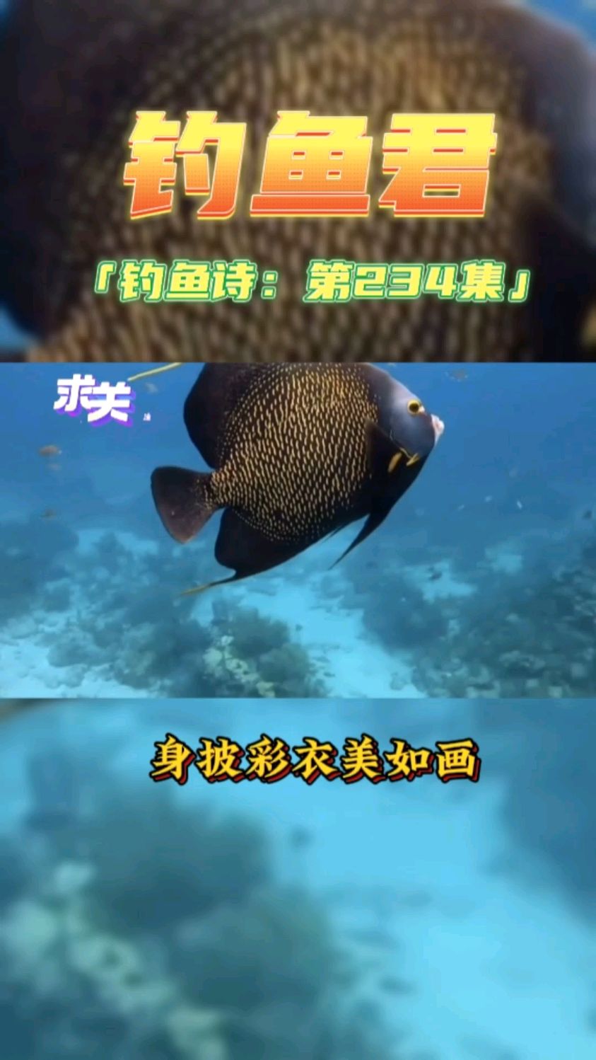 钓鱼君之钓鱼口诀:第234集(钓法国神仙鱼)鱼类百科钓过此鱼吗