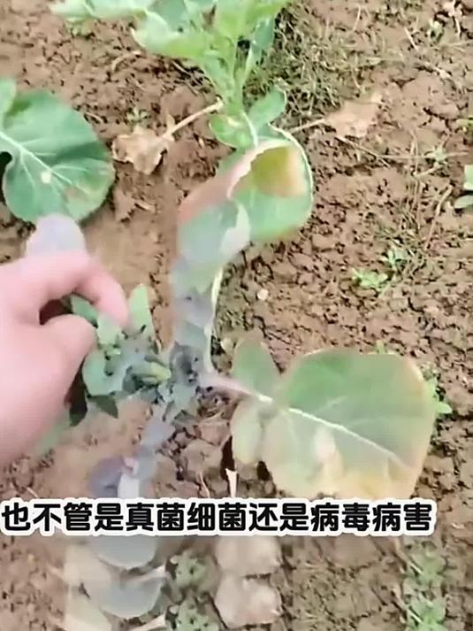 油菜病害咋防治?专用杀菌剂,种植有技巧