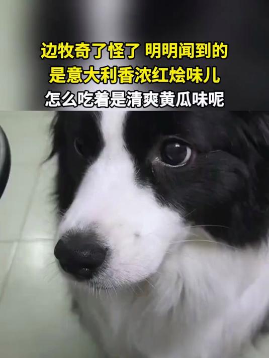 边牧奇怪了 明明闻的是意大利香浓红烩味 怎么吃着是清爽黄瓜味的