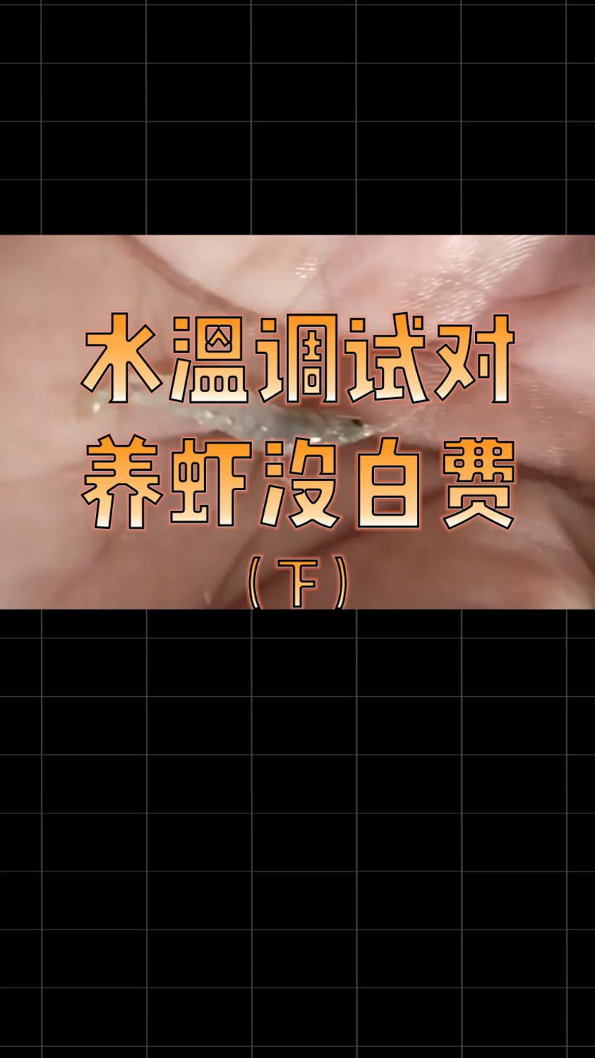 水温调试对 养虾没白费