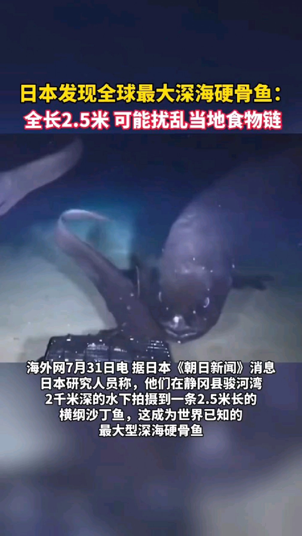 日本发现全球最大深海硬骨鱼:全长2.5米可能扰乱当地食物链