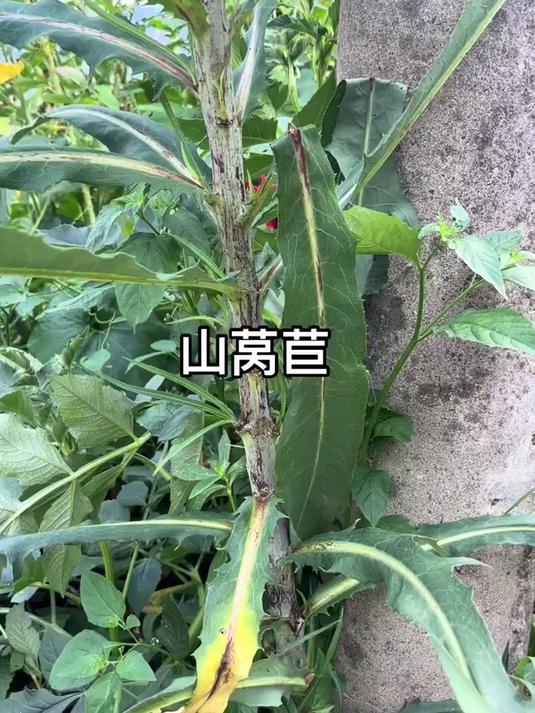 山莴苣既可做菜又可泡茶，如此佳品千万别错过！