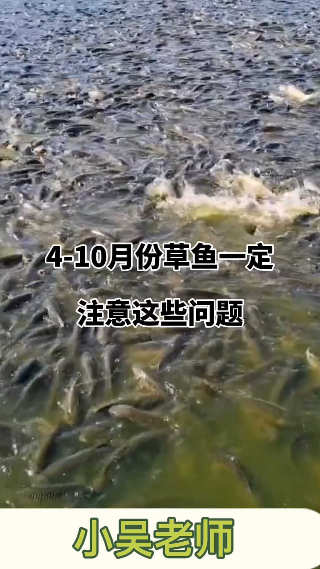 草鱼老三病。