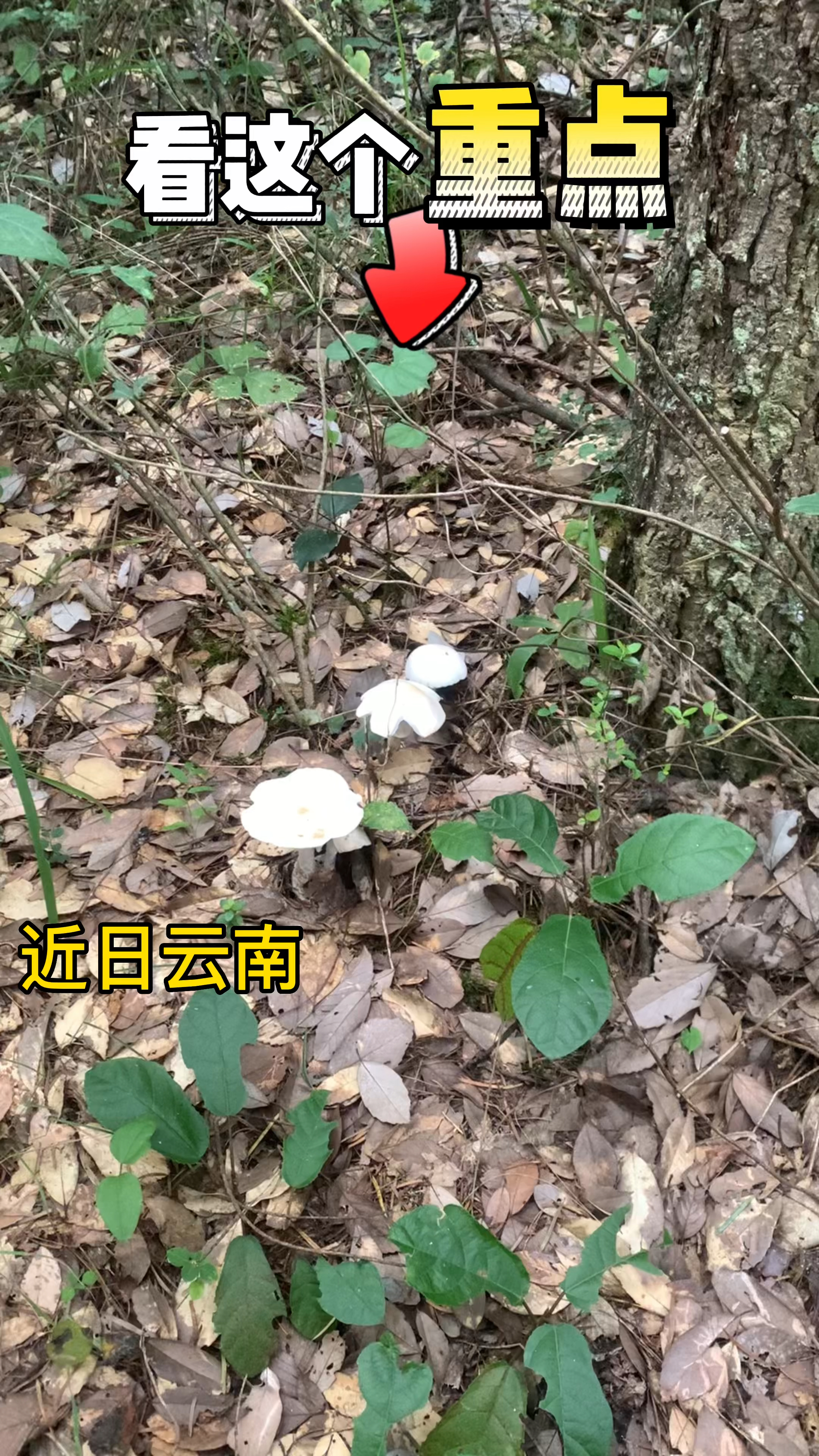毒鹅膏野生菌
