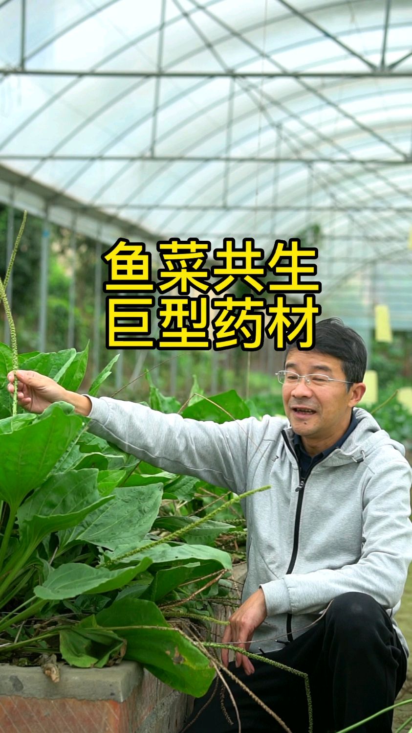 化肥中药材越来越没药效,也许可以试试鱼菜共生!