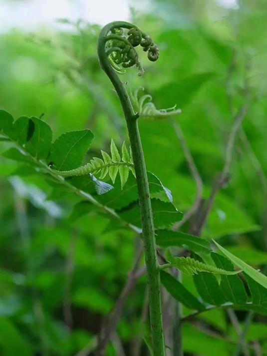 享受治愈解压的野菜采摘过程在这个夏天实现水蕨菜自由 蕨菜 野