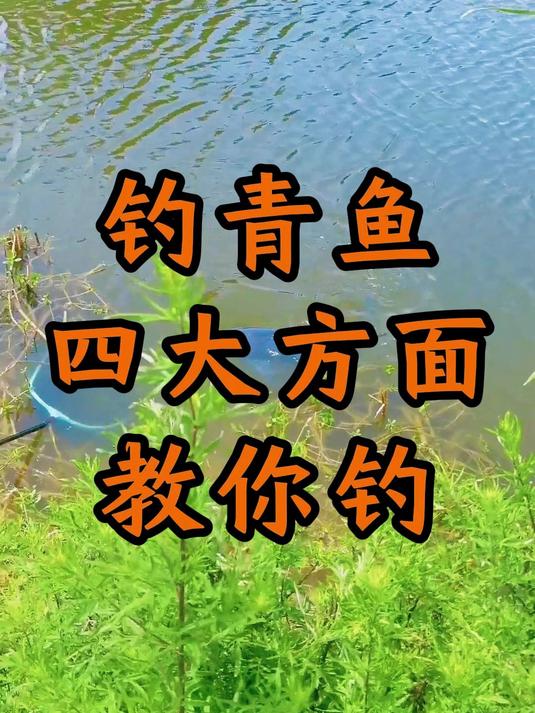 钓青鱼从四大方面教你钓