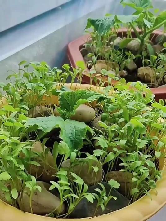 小叶香菜种特惠,开启鲜香种植季