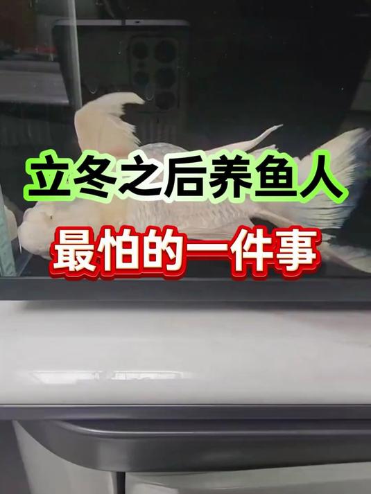 立冬之后养鱼人最怕的一件事