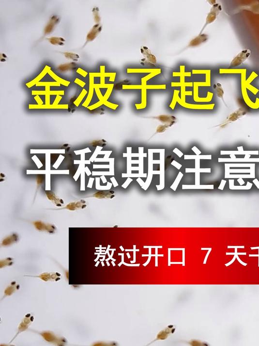 金波子繁殖,熬过开口 7 天千万别放松!8-20天平稳期注意这2点