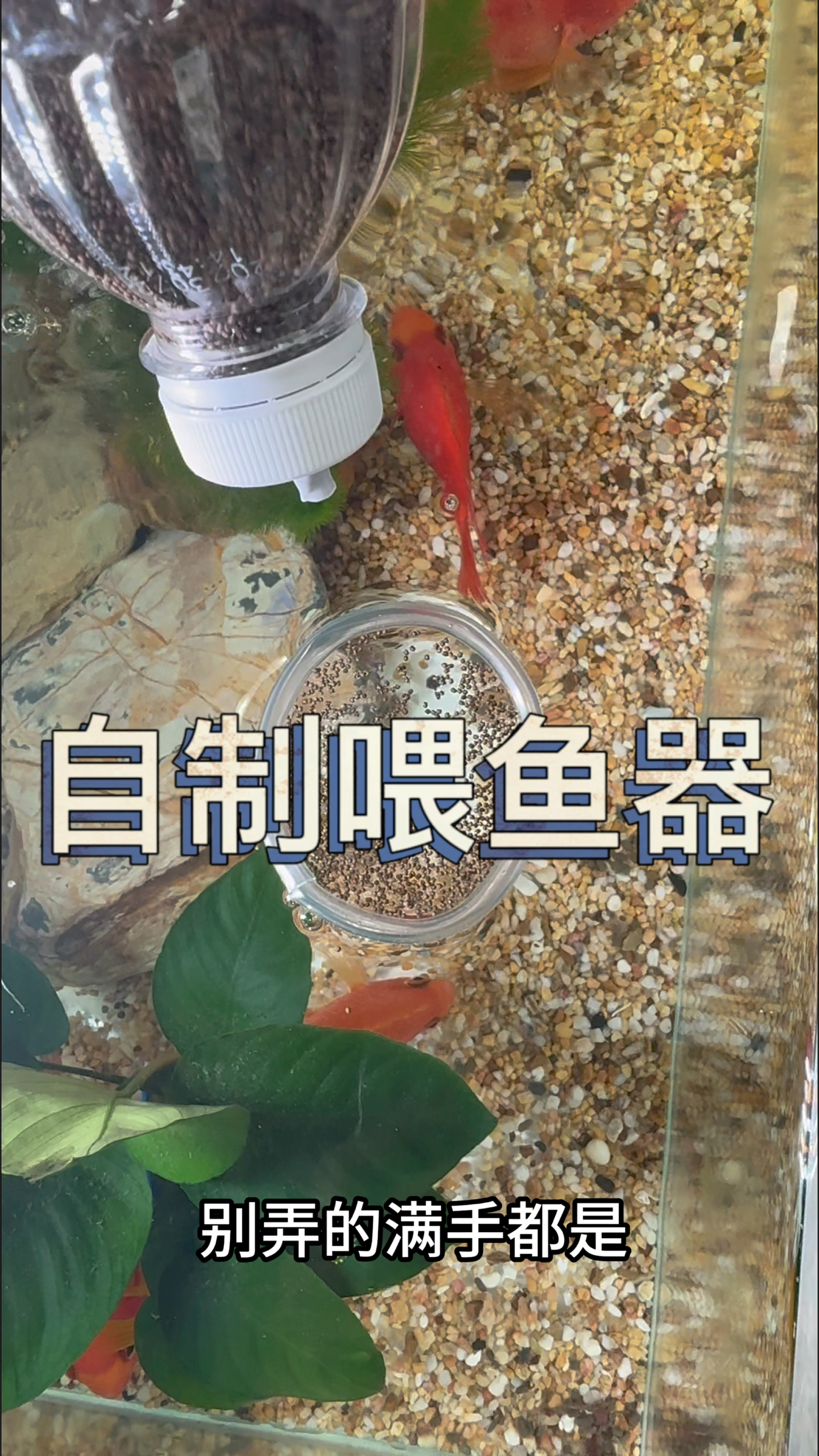 自制喂鱼器,方便,实用。#水族#观赏鱼#养鱼养心