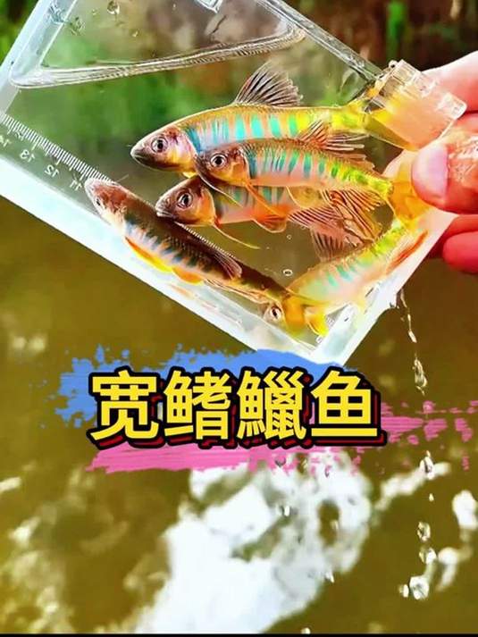 宽鳍鱲冷水鱼,0-30 度能活,中国原生桃花鱼
