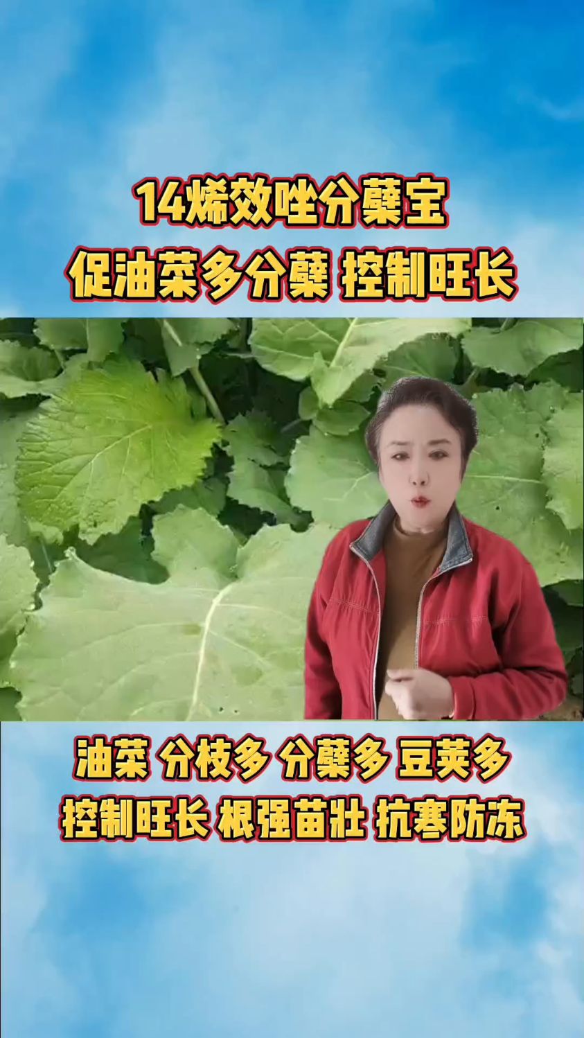14烯效唑分蘖宝 促油菜根强苗壮 多分枝多分蘖多结荚 控制旺长抗寒防冻
