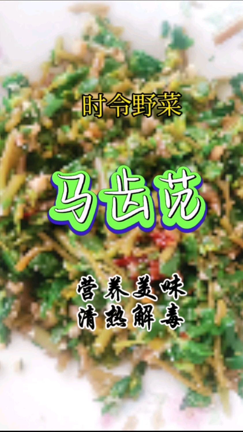 时令野菜——马齿苋,焯水凉拌美味营养,清热解毒凉血止痢
