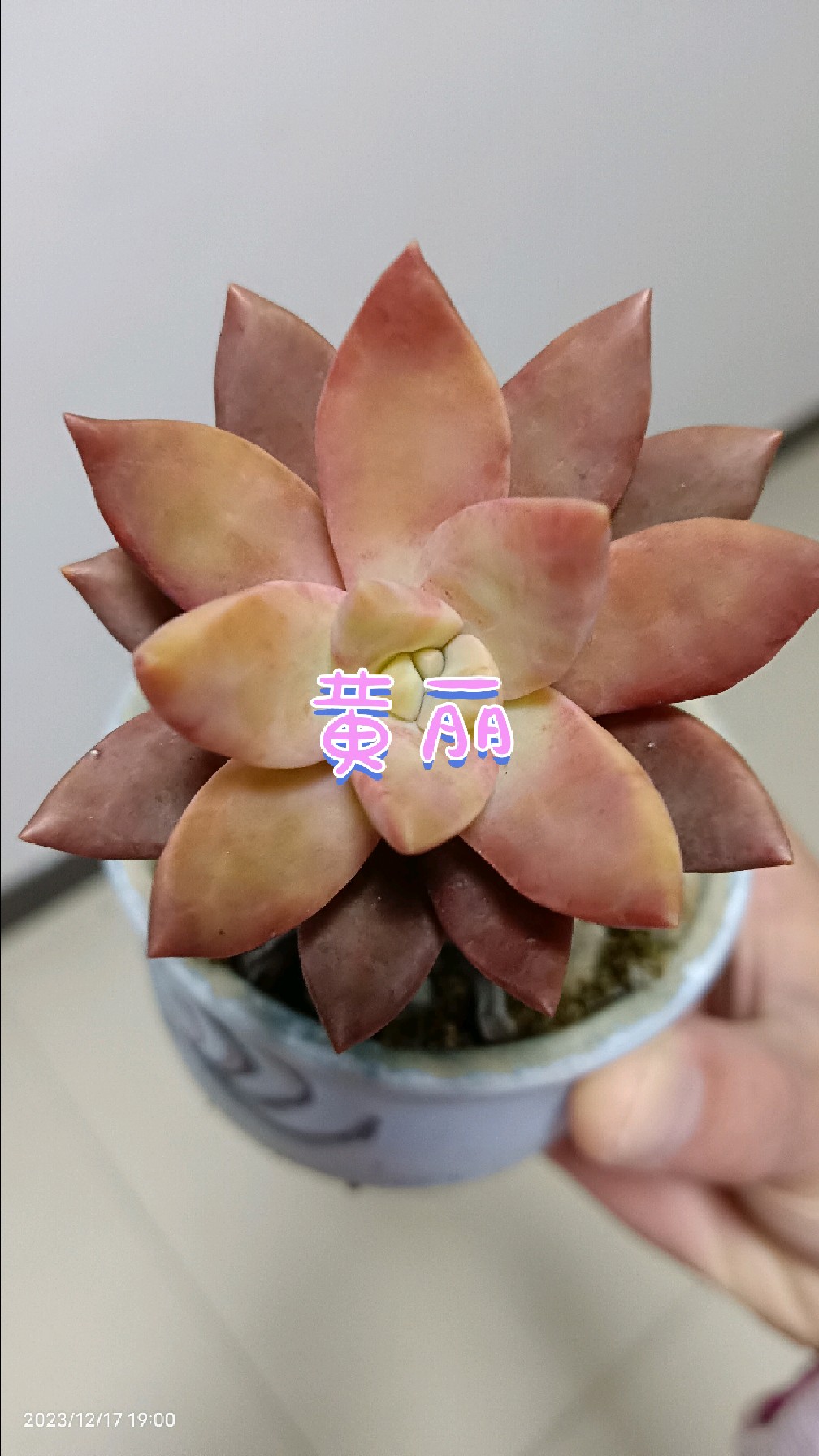 继续打卡:我的多肉植物(黄丽)