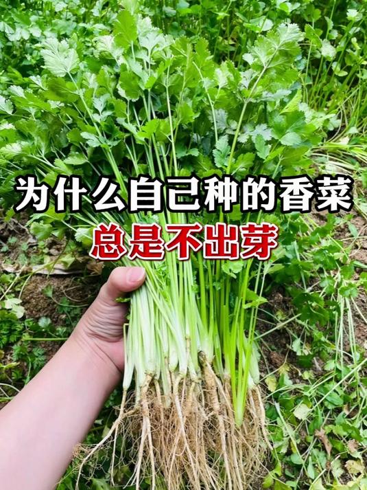 为什么在家种香菜，总是不发芽？