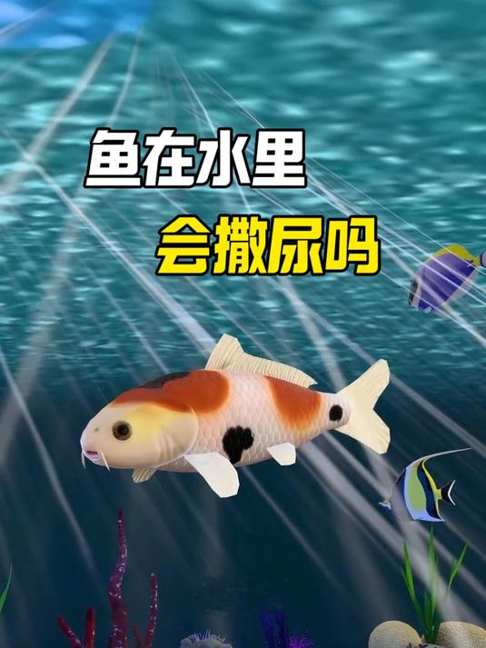 鱼类会撒尿吗