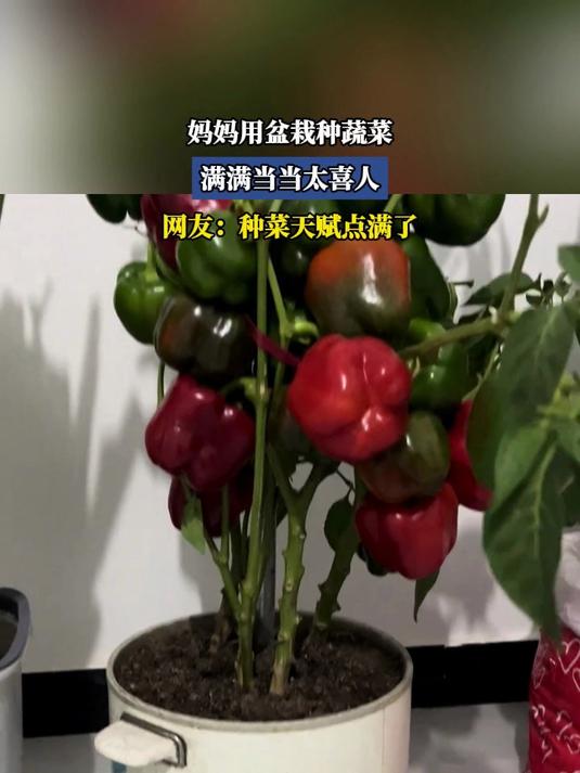妈妈用盆栽种蔬菜,满满当当太喜人,网友:种菜天赋点满了