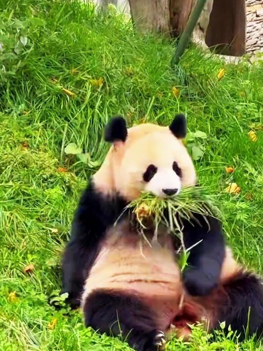 熊猫吃草怎么回事?