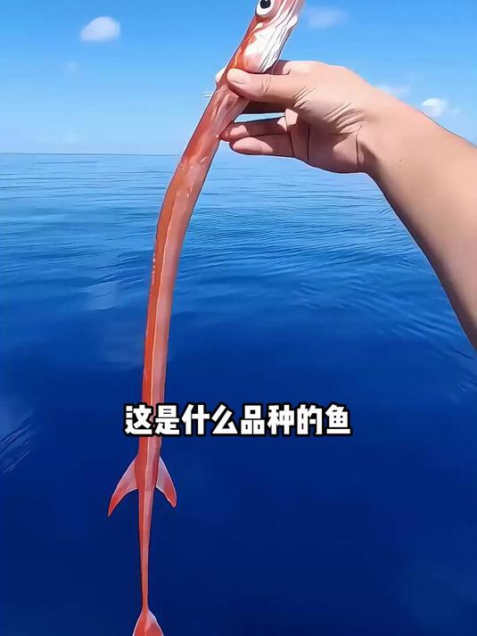 分享一些长相奇特的鱼,看看最后一种鱼你认识吗?