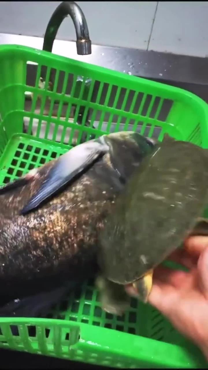 霸王鱼头配方教程,学会它,做镇店招牌。好吃又霸气