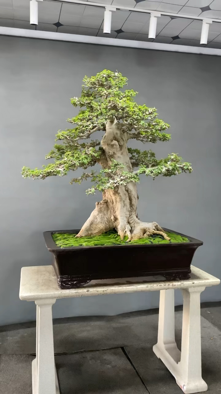 百年老树,对节白蜡大盆景。“活化石美称”。根盘60公分,岭南鸡爪枝,年功满满!