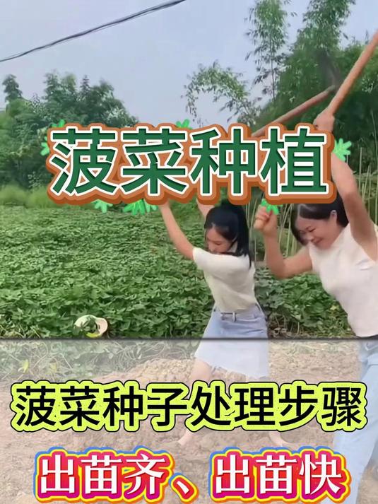 菠菜种子处理步骤,出苗齐、出苗快
