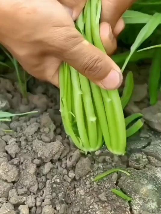 三叉速生菜籽,28天收割头茬菜,花盆种出饭店级鲜嫩