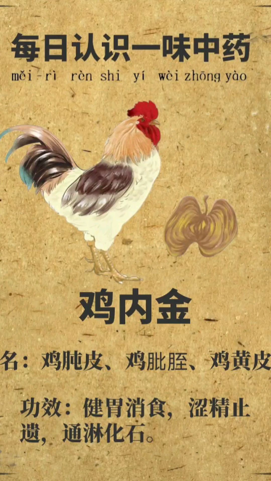 每日认识一味中药【鸡内金】